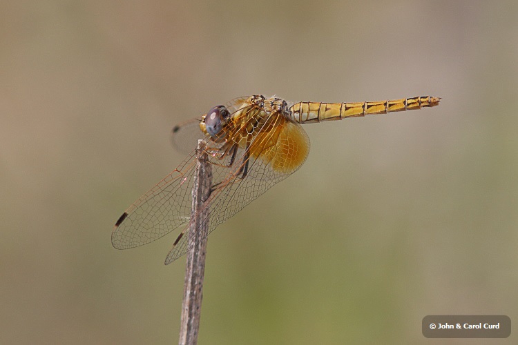 J15B0401 Trithemis kirbyi female.JPG